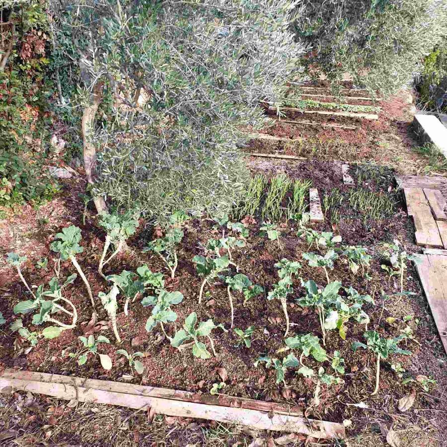 Villa Mary'S Garden à Tulisevica Extérieur photo
