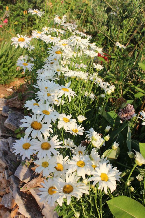 Villa Mary'S Garden à Tulisevica Extérieur photo