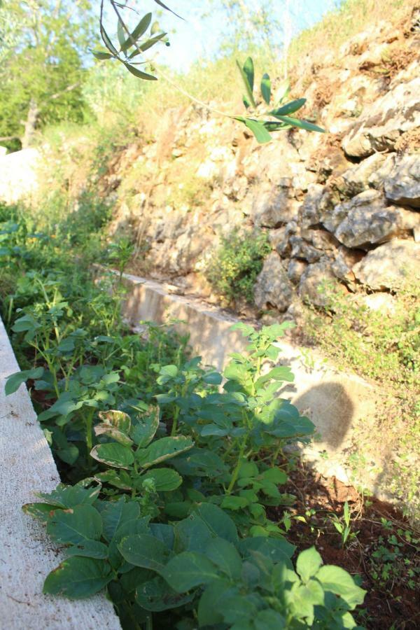 Villa Mary'S Garden à Tulisevica Extérieur photo